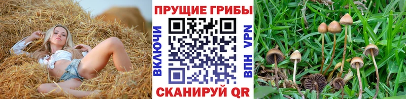 цена   Мурино  Псилоцибиновые грибы Psilocybine cubensis 
